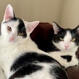 Entry image for Penny and Poppy