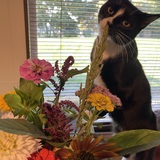 Entry image for Ryley