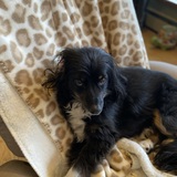 Entry image for Lulu