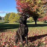 Entry image for Luce