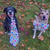 Entry image for Mister and Emma