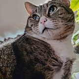 Entry image for Beans