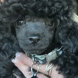 Entry image for Beauregard 