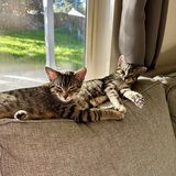 Entry image for Syrah and Nugget 