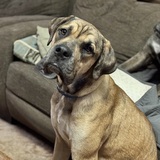 Entry image for Beef