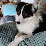 Entry image for Bailey