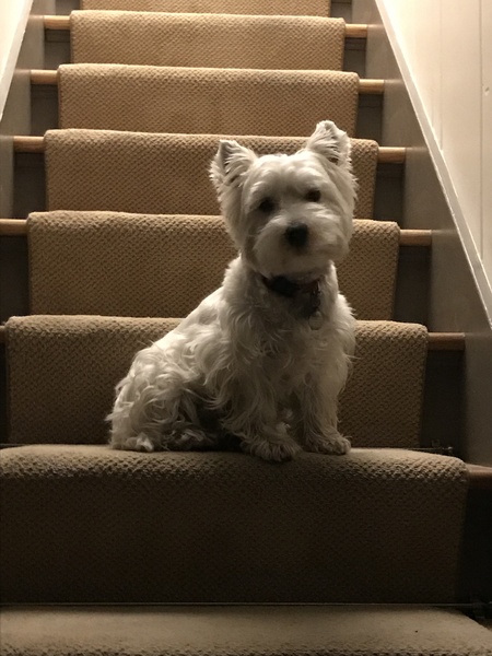 Entry image for Piper. Clicking this image will show a larger photo