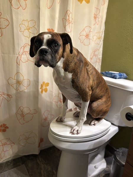 Entry image for Charlie. Clicking this image will show a larger photo