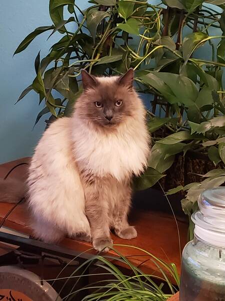 Entry image for Milo. Clicking this image will show a larger photo