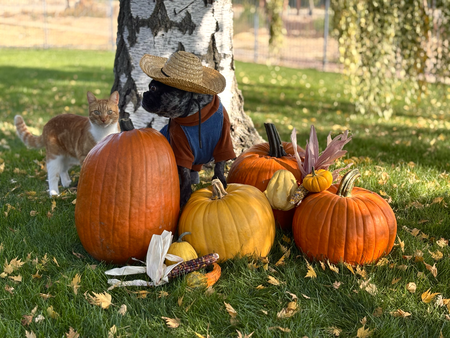 Entry image for Linda and Murphy. Clicking this image will show a larger photo