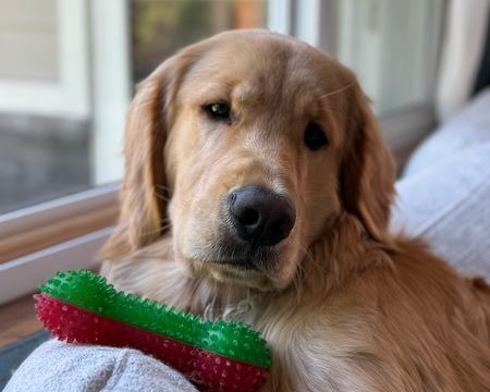 Entry image for Oliver. Clicking this image will show a larger photo