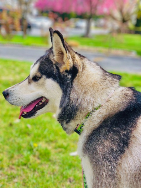 Entry image for Kiara (Kiki). Clicking this image will show a larger photo