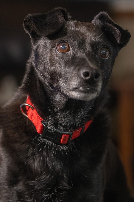 Entry image for Ryder. Clicking this image will show a larger photo