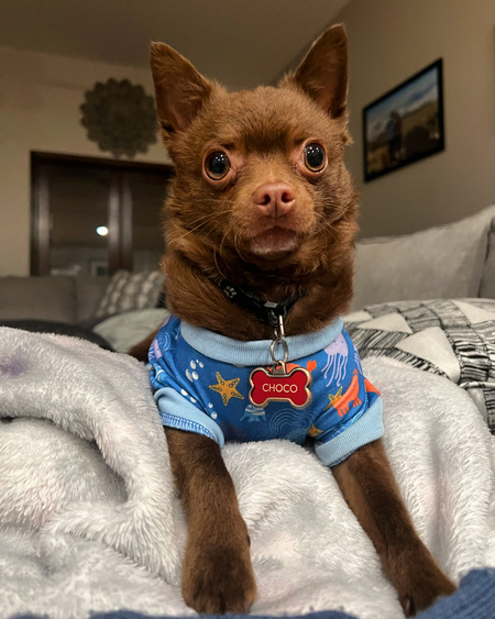 Entry image for Choco . Clicking this image will show a larger photo