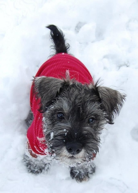 Entry image for Finn - (Finny Badger). Clicking this image will show a larger photo