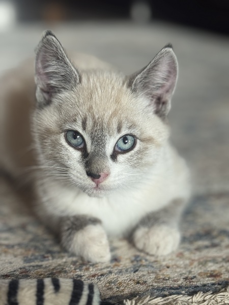 Entry image for Aspen. Clicking this image will show a larger photo