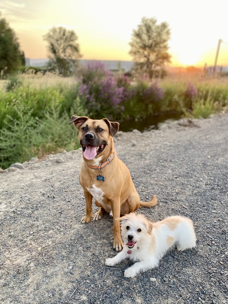 Entry image for Rolo and Dolly. Clicking this image will show a larger photo