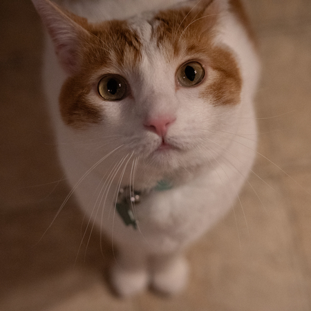 Entry image for Crumb. Clicking this image will show a larger photo