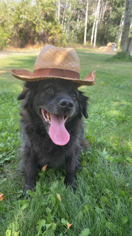 Entry image for Kona. Clicking this image will show a larger photo