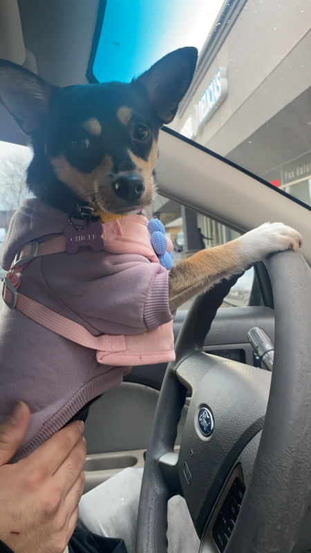 Entry image for Chicle. Clicking this image will show a larger photo