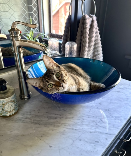 Entry image for Sophia Lilly. Clicking this image will show a larger photo