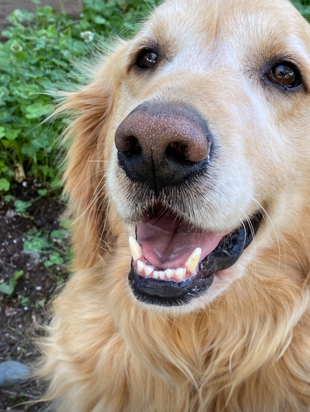 Entry image for Charlie. Clicking this image will show a larger photo