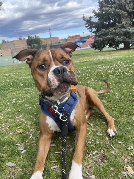 Entry image for Pooh Bear. Clicking this image will show a larger photo