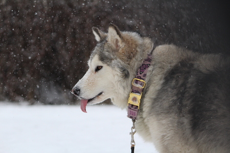 Entry image for Gracie . Clicking this image will show a larger photo