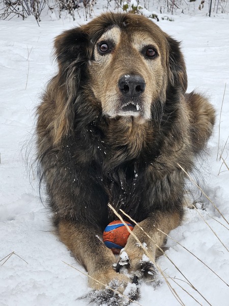 Entry image for Bogart. Clicking this image will show a larger photo