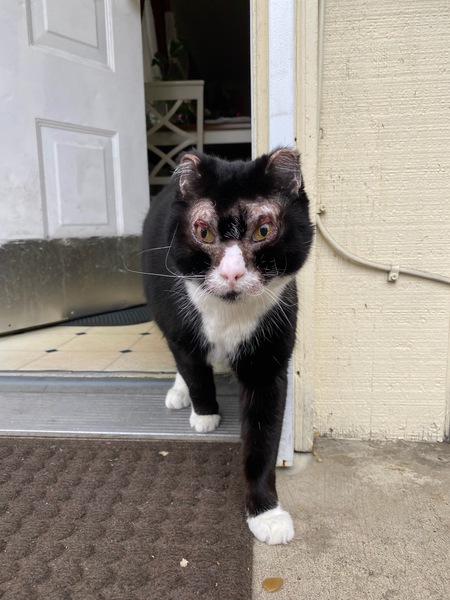 Entry image for Flame . Clicking this image will show a larger photo