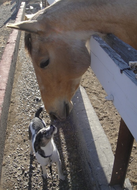 Entry image for Pooki and Ziggy. Clicking this image will show a larger photo