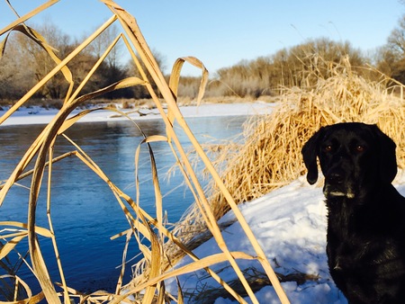 Entry image for Marlin. Clicking this image will show a larger photo