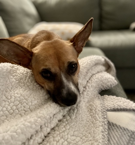 Entry image for Poppy. Clicking this image will show a larger photo