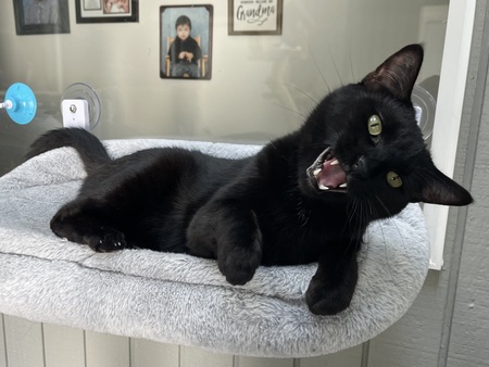 Entry image for JackJack . Clicking this image will show a larger photo