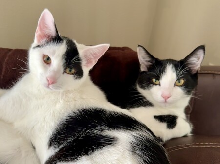 Entry image for Penny and Poppy. Clicking this image will show a larger photo