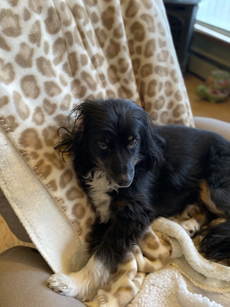 Entry image for Lulu. Clicking this image will show a larger photo