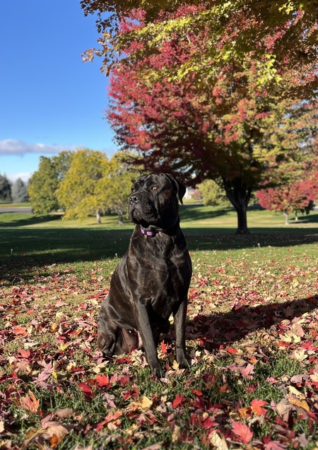 Entry image for Luce. Clicking this image will show a larger photo