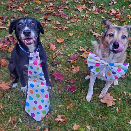 Entry image for Mister and Emma. Clicking this image will show a larger photo