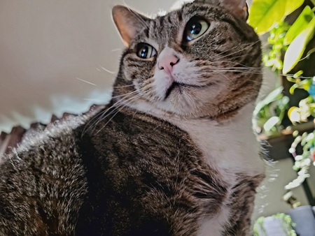 Entry image for Beans. Clicking this image will show a larger photo