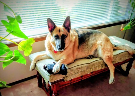 Entry image for Elsa. Clicking this image will show a larger photo