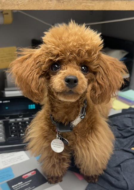 Entry image for Franny. Clicking this image will show a larger photo