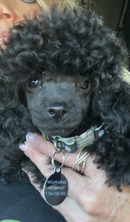 Entry image for Beauregard . Clicking this image will show a larger photo