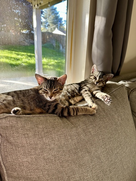 Entry image for Syrah and Nugget . Clicking this image will show a larger photo