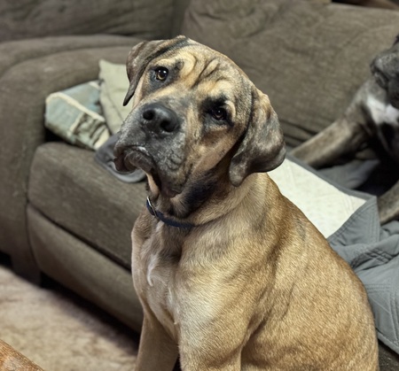 Entry image for Beef. Clicking this image will show a larger photo