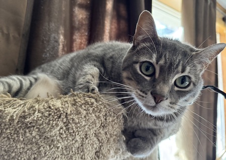 Entry image for Pig . Clicking this image will show a larger photo