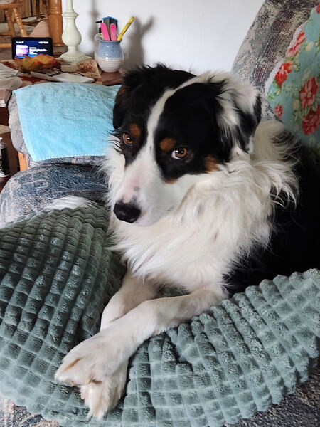 Entry image for Bailey. Clicking this image will show a larger photo