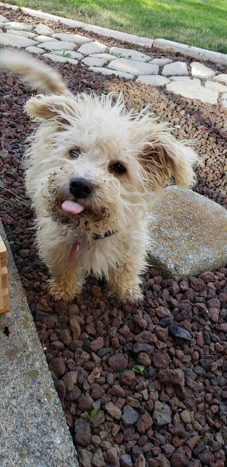 Entry image for Gus. Clicking this image will show a larger photo