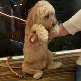 Entry image for Patti