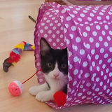 Entry image for Sachi