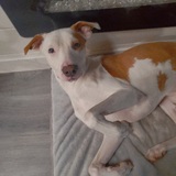 Entry image for Ruby 